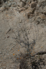 Streptanthus glandulosus albidus
