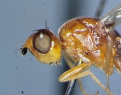 Psila