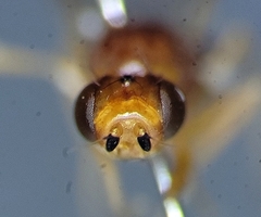 Psila