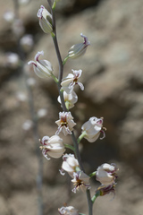 Streptanthus glandulosus albidus