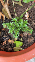 Pilea microphylla