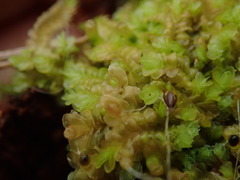 Liochlaena lanceolata