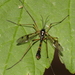 Ptychoptera contaminata - Photo (c) gbohne,  זכויות יוצרים חלקיות (CC BY-SA)