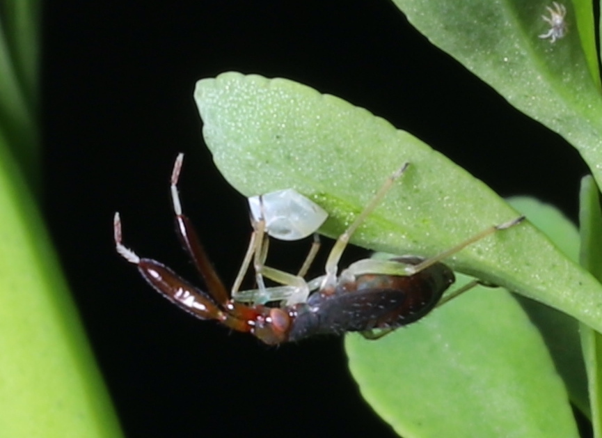 Common Flathorn Plant Bug