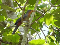 Zanclostomus javanicus