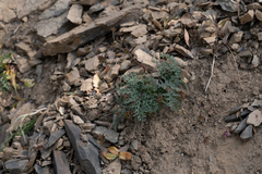 Lomatium observatorium