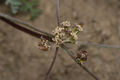 Lomatium observatorium