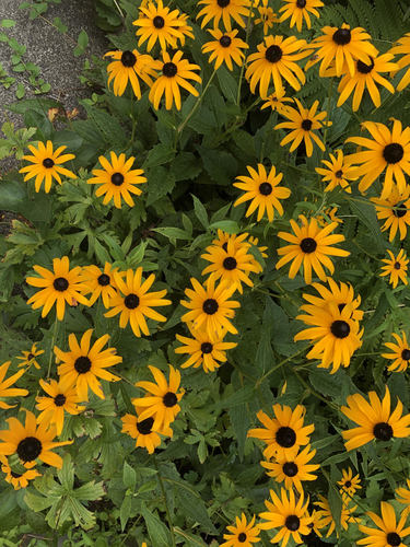 photo of Black-eyed Susans And Coneflowers (Rudbeckia)