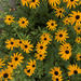 photo of Black-eyed Susans And Coneflowers (Rudbeckia)