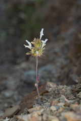 Acanthomintha lanceolata