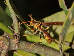 Polistes rothneyi
