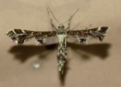 Dejongia californicus