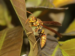 Polistes rothneyi