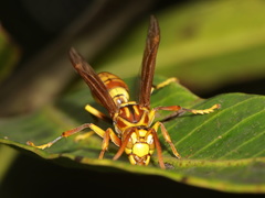 Polistes rothneyi