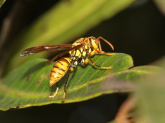 Polistes rothneyi