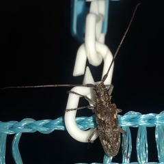 Monochamus carolinensis