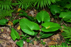 Homalomena philippinensis