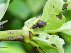 Chalepistes compressus