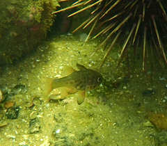 Vincentia conspersa