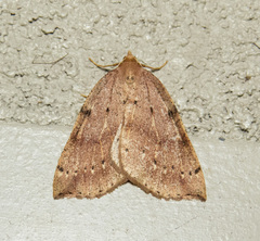 Thallophaga hyperborea