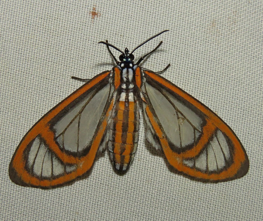 Hyalurga