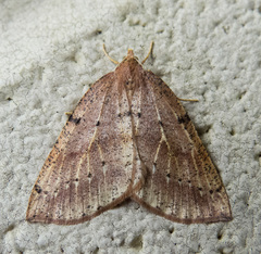 Thallophaga hyperborea