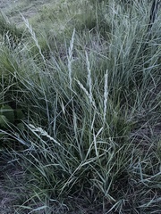 Elymus smithii
