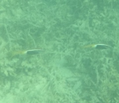 Parupeneus barberinoides