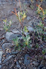 Eriogonum congdonii