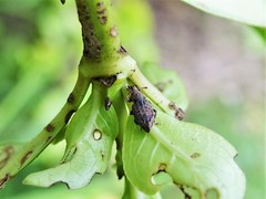 Chalepistes compressus