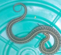 Thamnophis scaliger