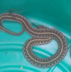 Thamnophis scaliger