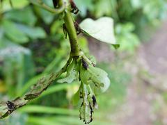 Chalepistes compressus