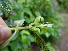 Chalepistes compressus