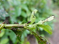 Chalepistes compressus