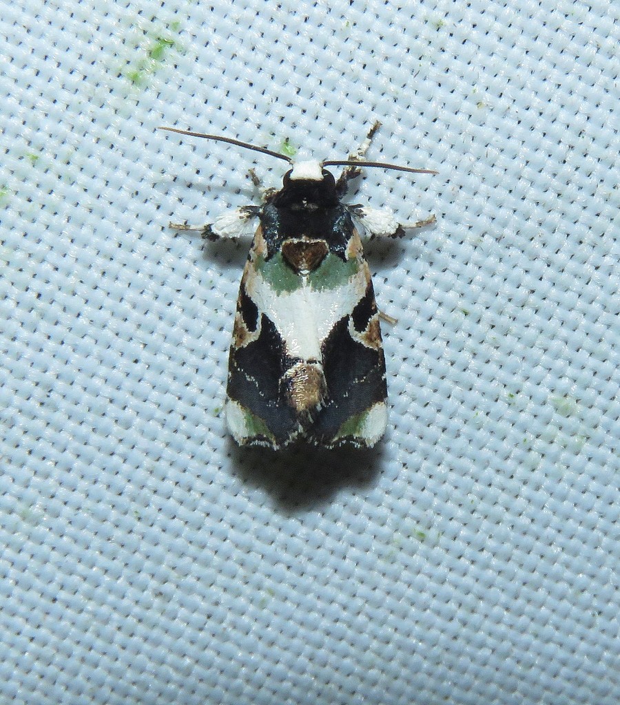 Emarginea gammophora