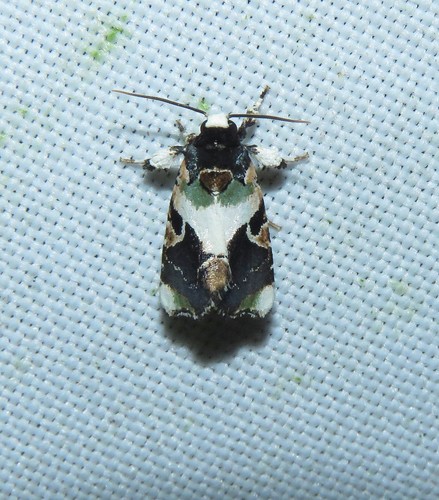 Emarginea gammophora