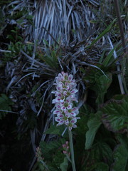 Francoa appendiculata