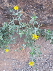 Heterotheca zionensis