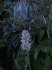 Francoa appendiculata