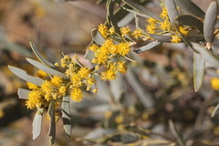 Acacia georginae