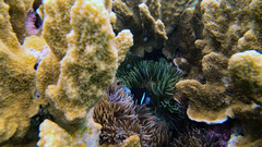 Amphiprion mccullochi