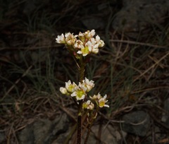 Micranthes aprica