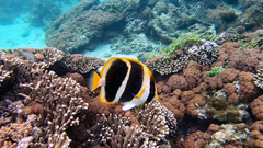 Chaetodon tricinctus