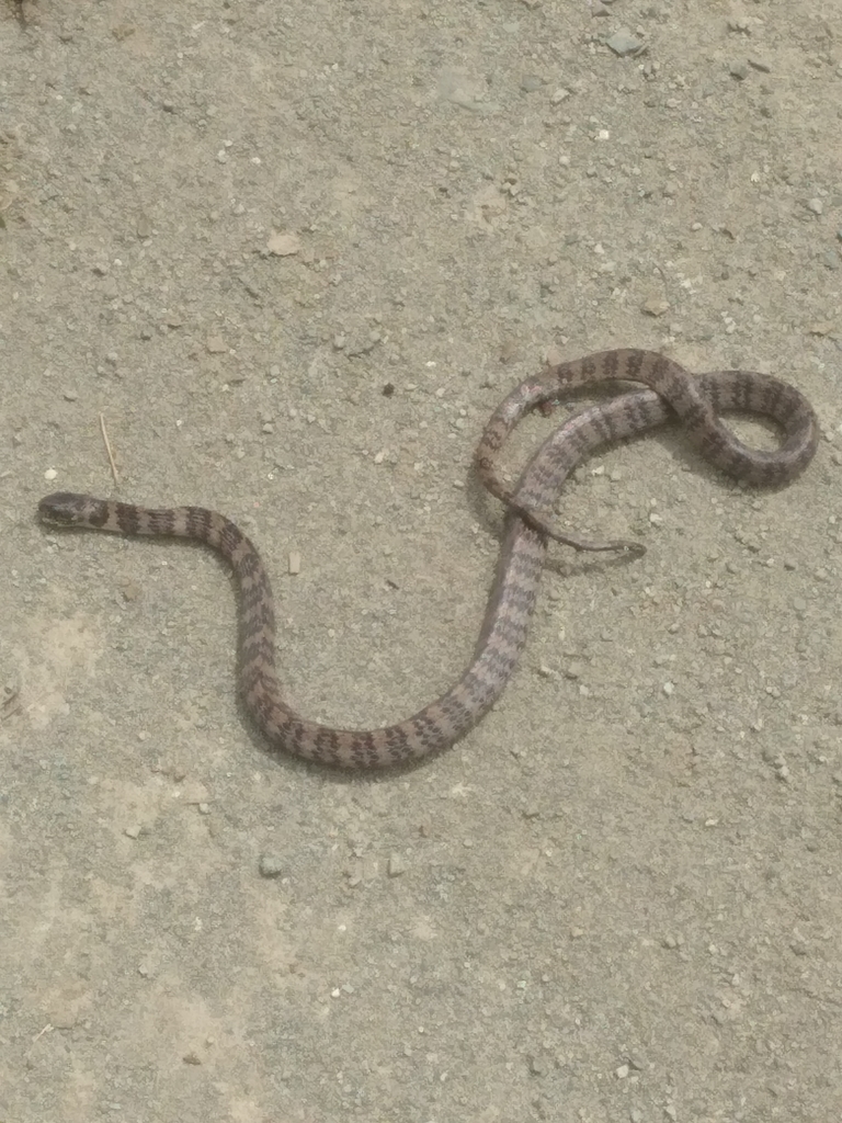 Highland Snail-Eater