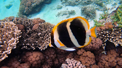 Chaetodon tricinctus