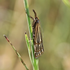 Chrysocramboides craterella