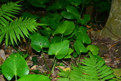 Homalomena philippinensis