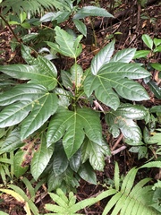 Osmoxylon pectinatum