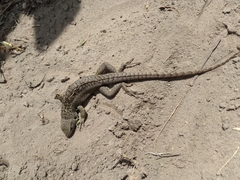 Stenocercus guentheri